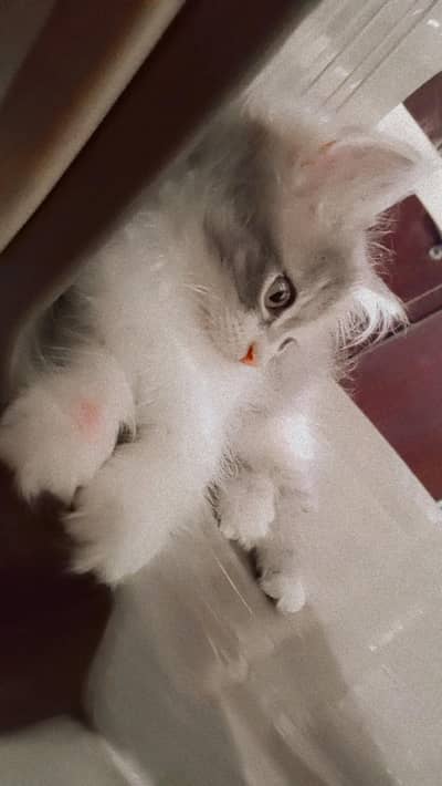 perişan kitten