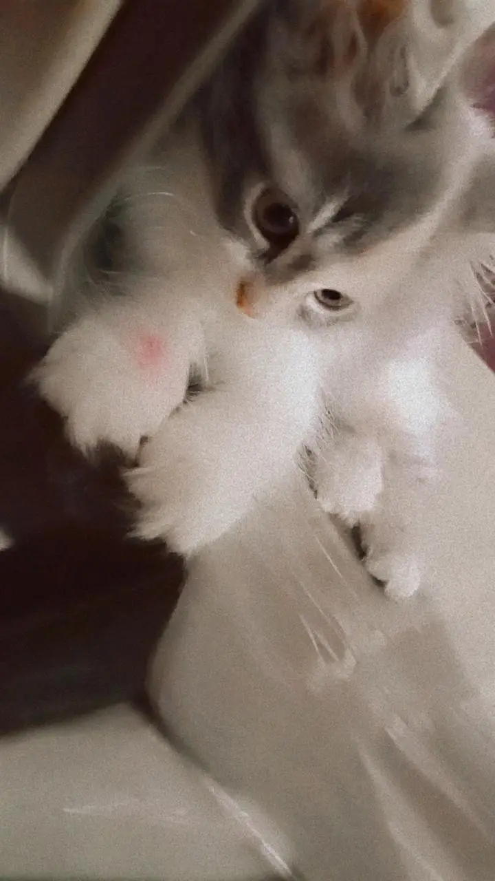 perişan kitten — photo 2