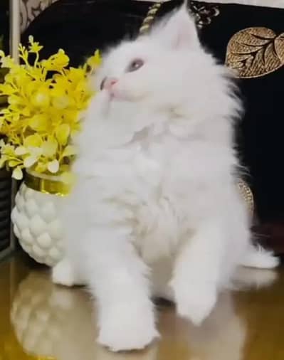 (Persian female kitten) (for sale all) (Pakistan delivery available)