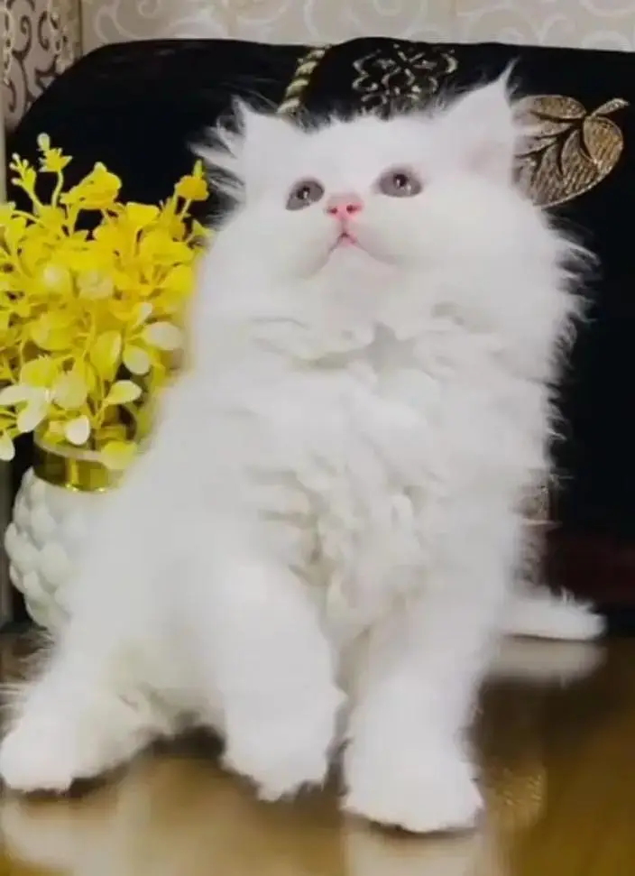 (Persian female kitten) (for sale all) (Pakistan delivery available) — photo 2