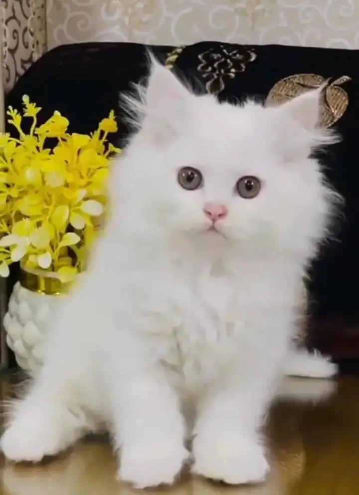 (Persian female kitten) (for sale all) (Pakistan delivery available) — photo 3