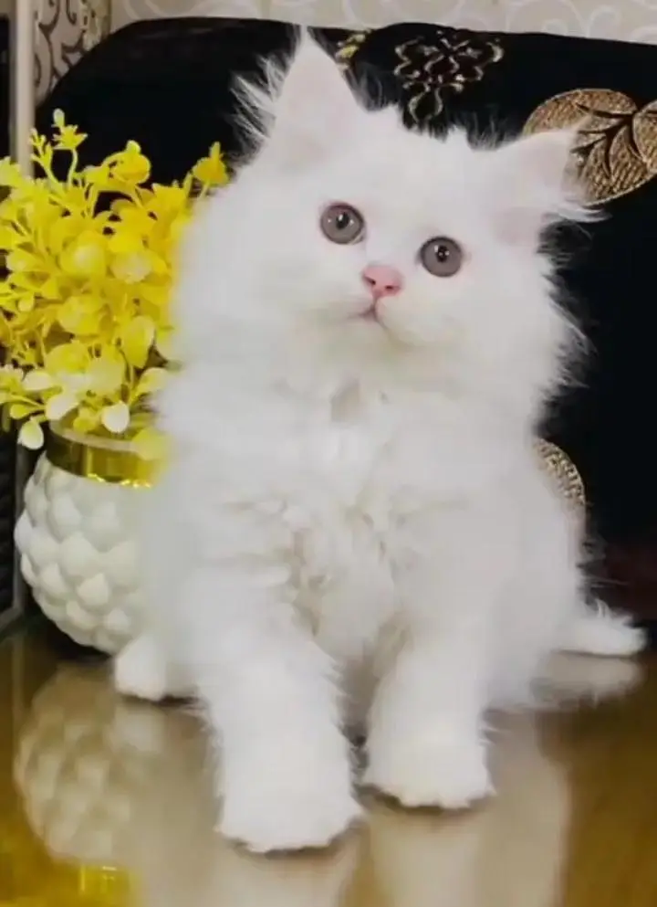 (Persian female kitten) (for sale all) (Pakistan delivery available) — photo 4