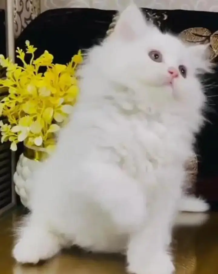 (Persian female kitten) (for sale all) (Pakistan delivery available) — photo 5