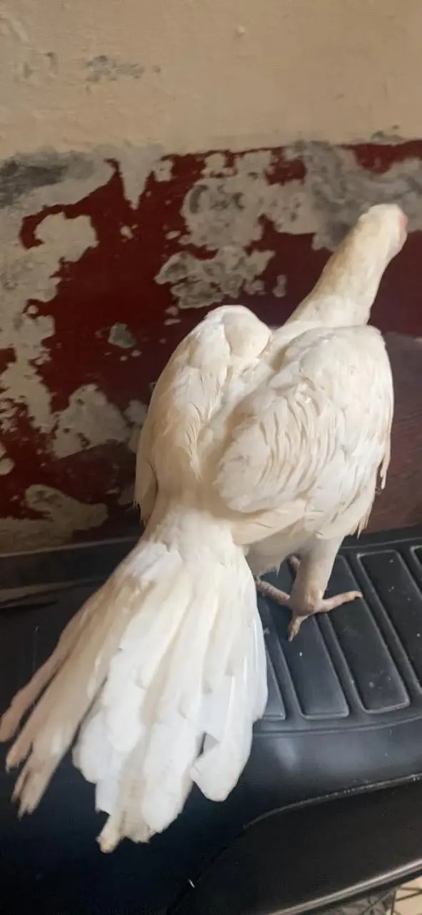 ParrotBeak face madi for sale — photo 4