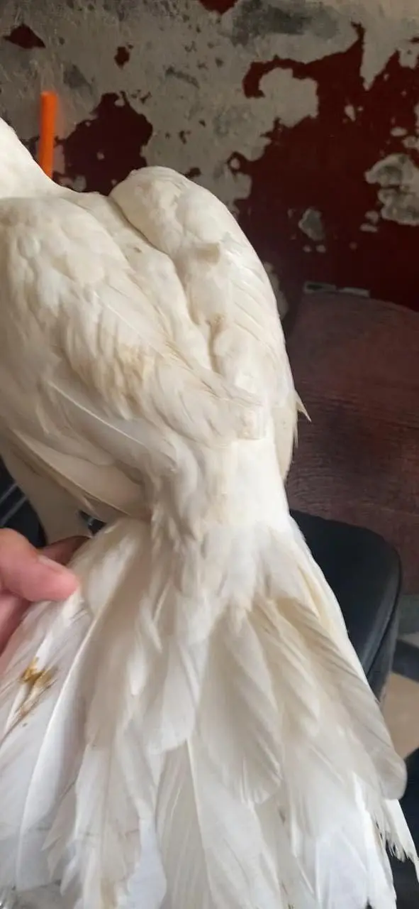 ParrotBeak face madi for sale — photo 5