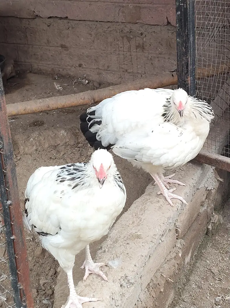 light Sussex pink legs — photo 2