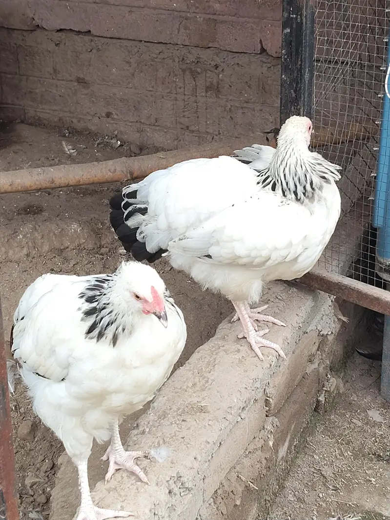 light Sussex pink legs — photo 3