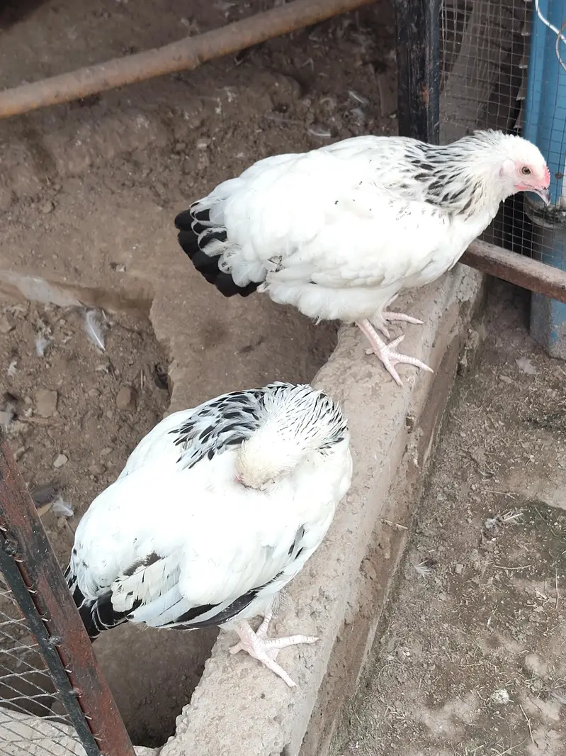 light Sussex pink legs — photo 5