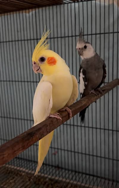 Breader pair parrots 