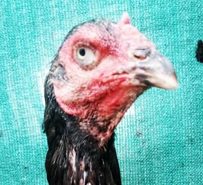Quality Aseel Hen 03224964486