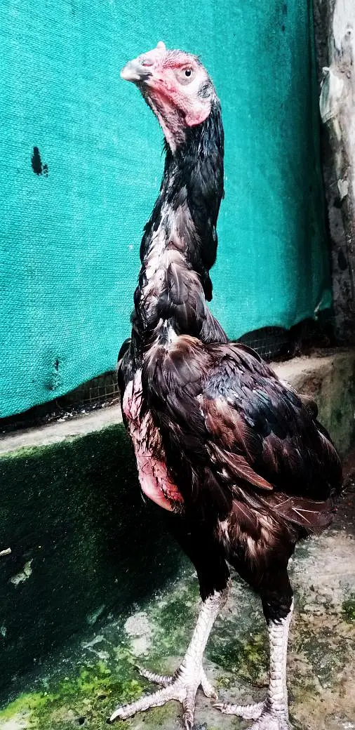 Quality Aseel Hen 03224964486 — photo 3