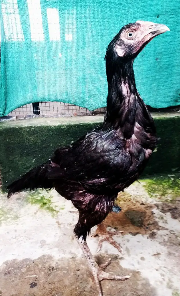 Quality Aseel Hen 03224964486 — photo 4