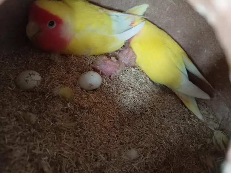 lotino breeder