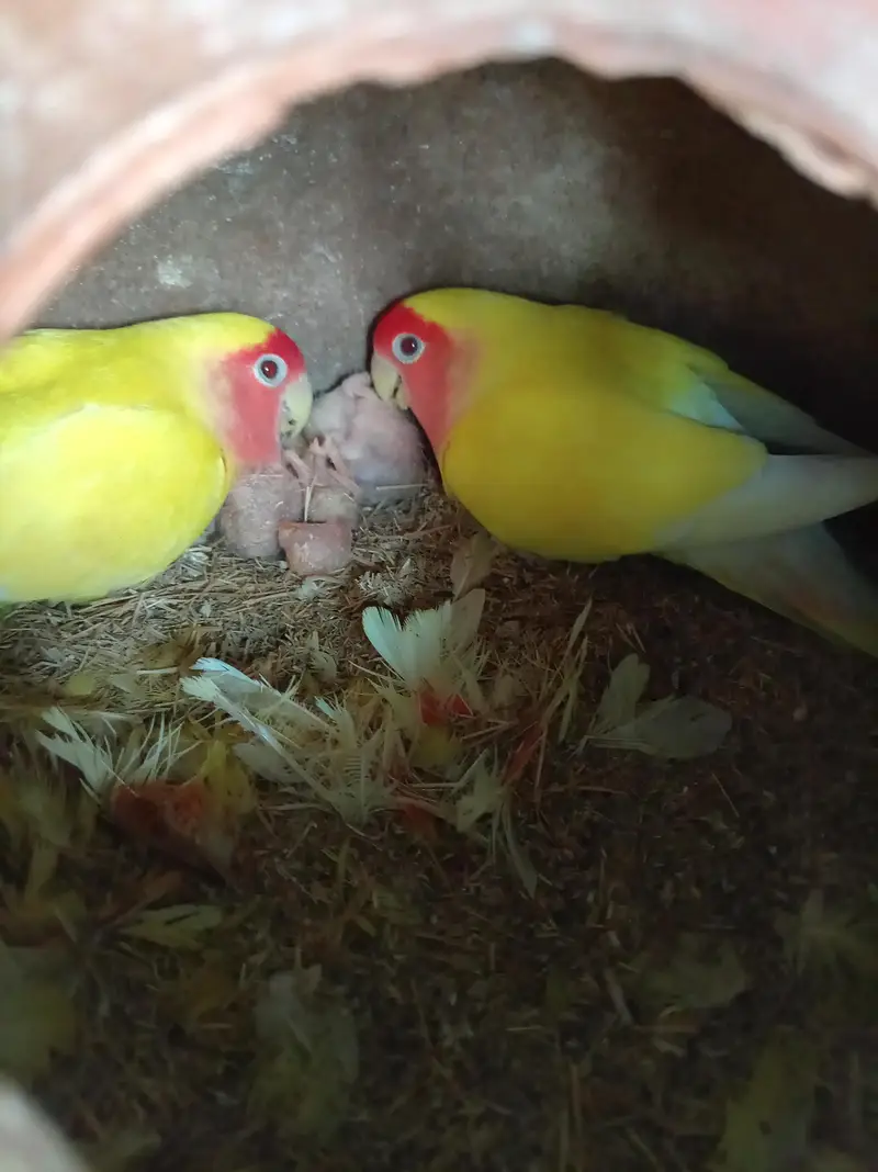 lotino breeder — photo 2