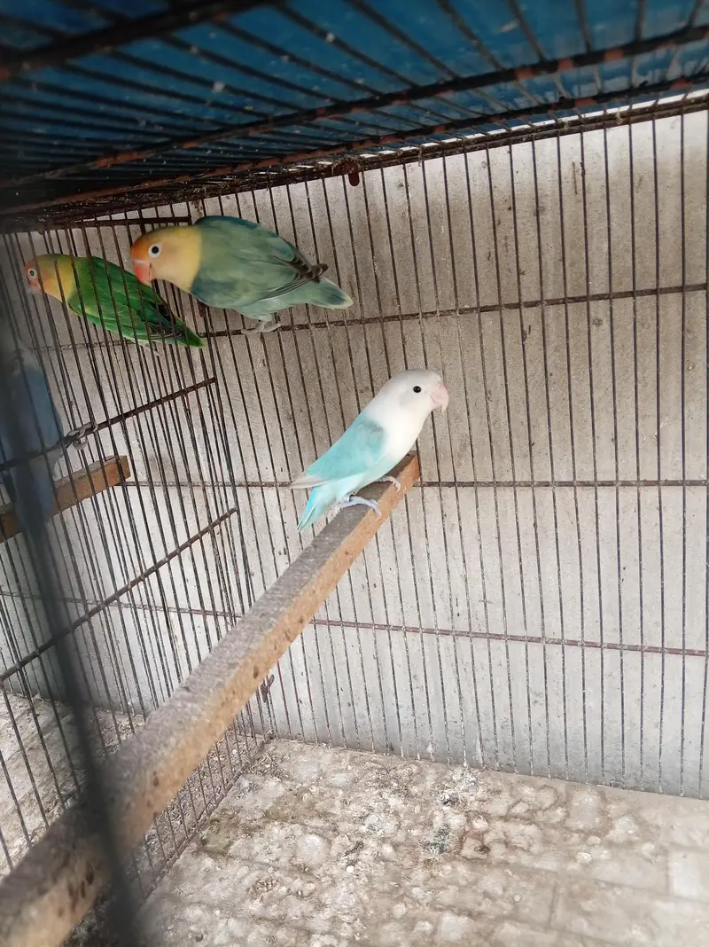 lotino breeder — photo 8