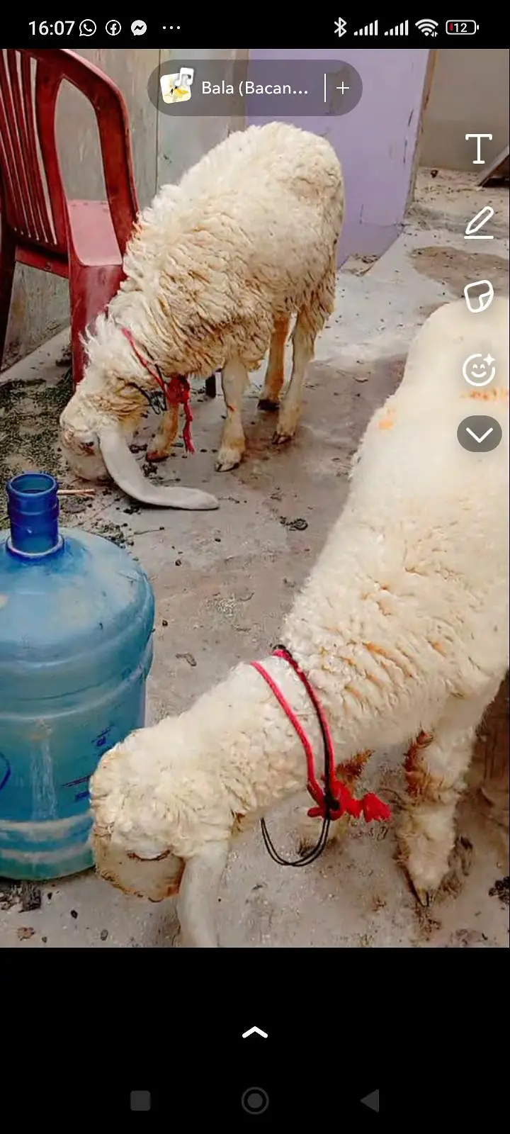 Larkana dumbi Jodi for sale punch face or lumby Kano me he khur gulabi — photo 2