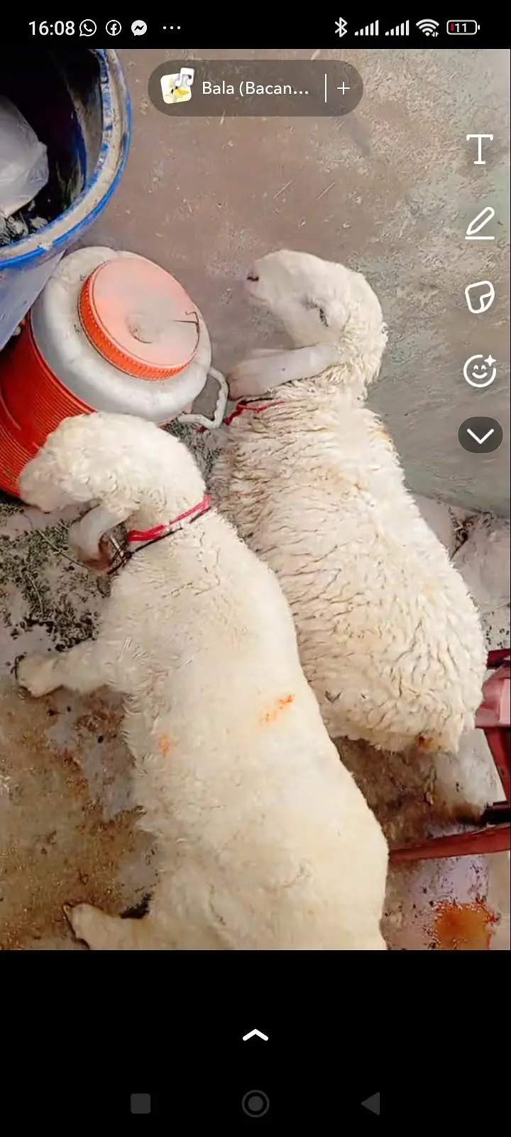 Larkana dumbi Jodi for sale punch face or lumby Kano me he khur gulabi — photo 3