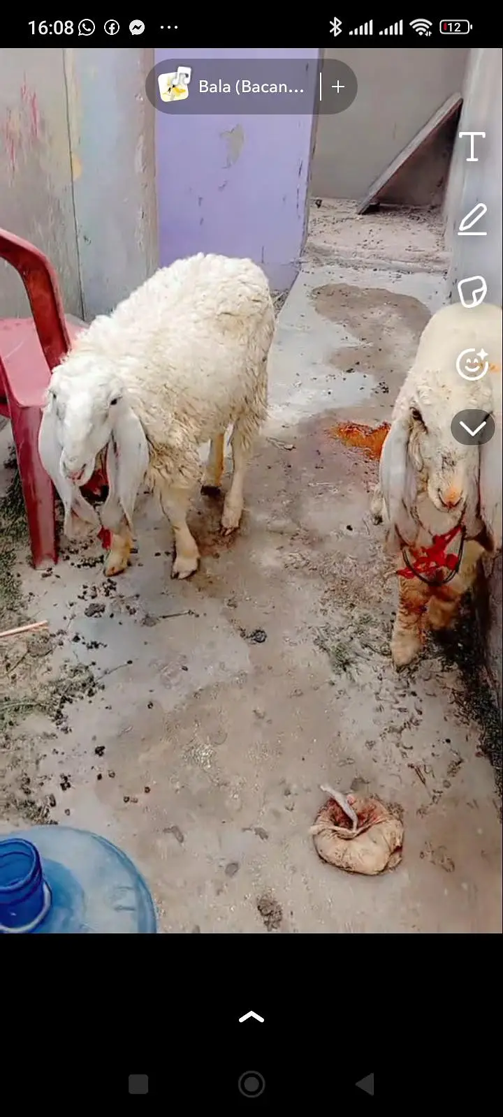 Larkana dumbi Jodi for sale punch face or lumby Kano me he khur gulabi