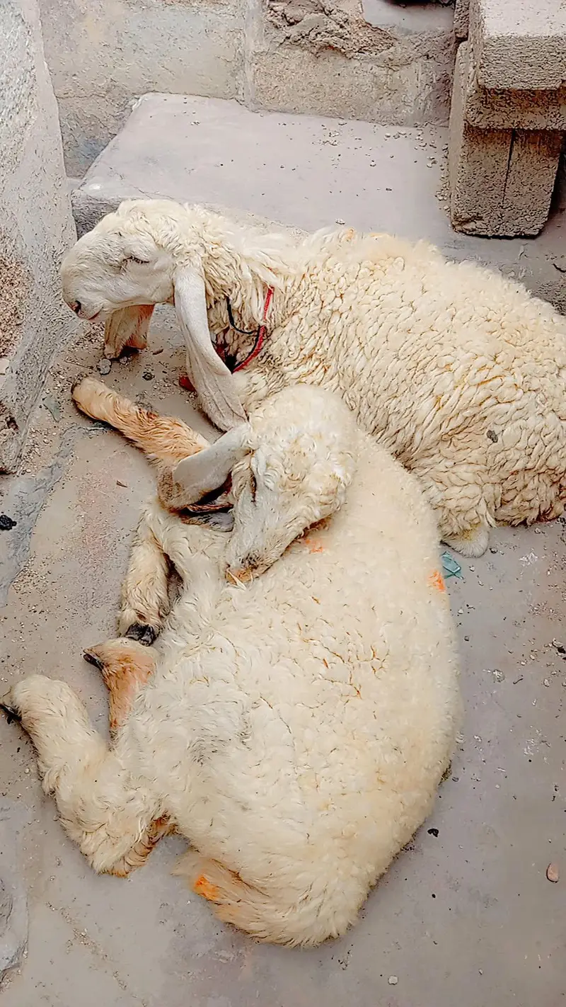 Larkana dumbi Jodi for sale punch face or lumby Kano me he khur gulabi — photo 4