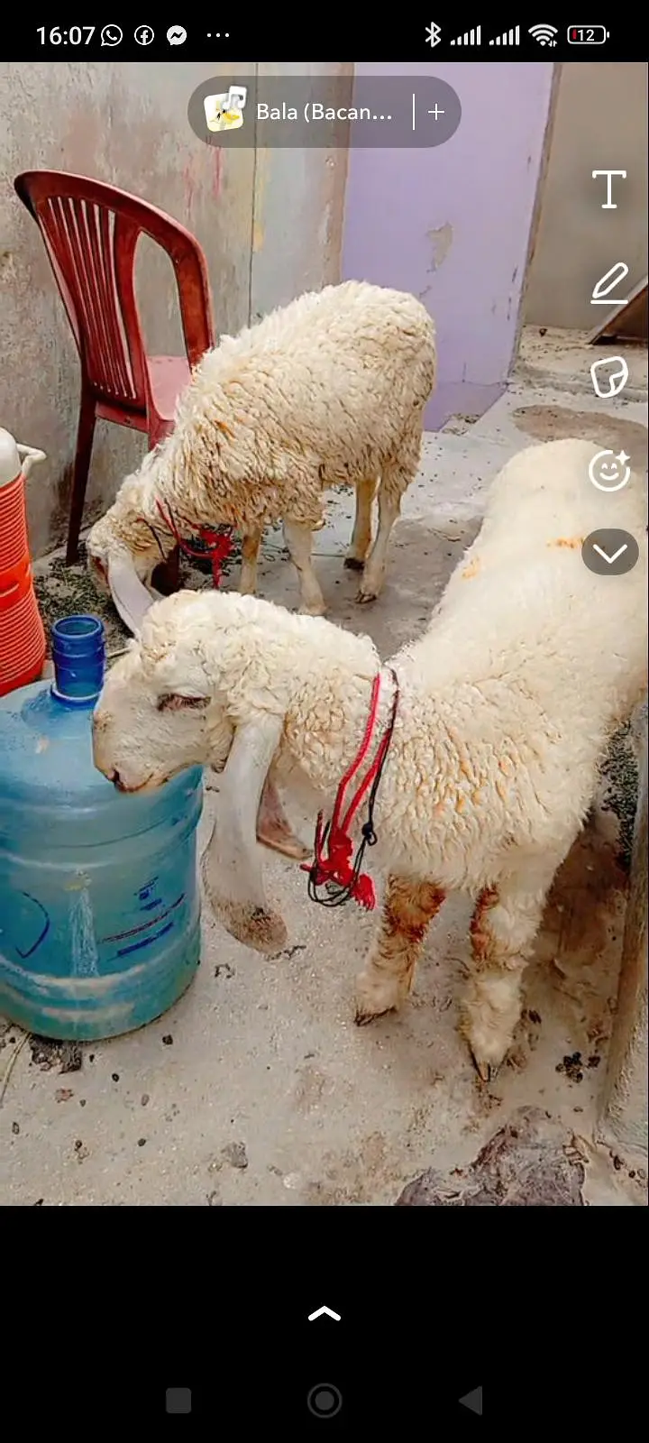 Larkana dumbi Jodi for sale punch face or lumby Kano me he khur gulabi — photo 5