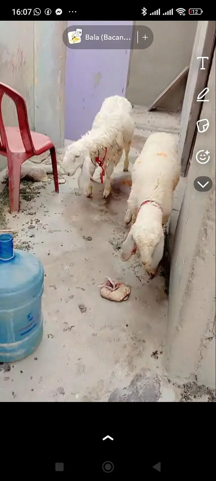 Larkana dumbi Jodi for sale punch face or lumby Kano me he khur gulabi — photo 6