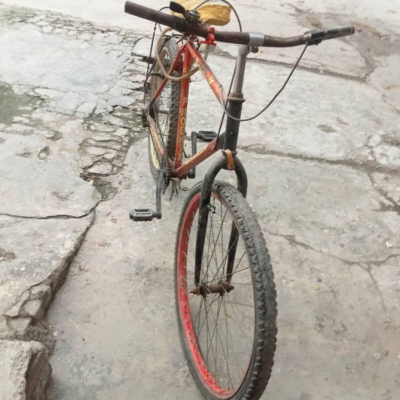Phoenix Cycle big frame 1