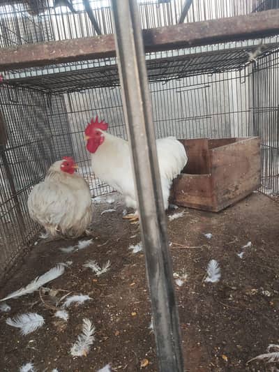 Breeder pair white bantam egg laying