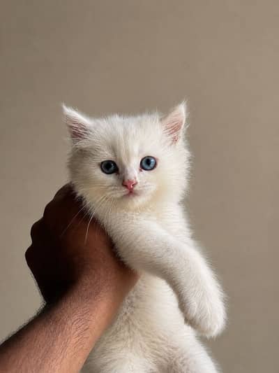 White persian kitten for sale