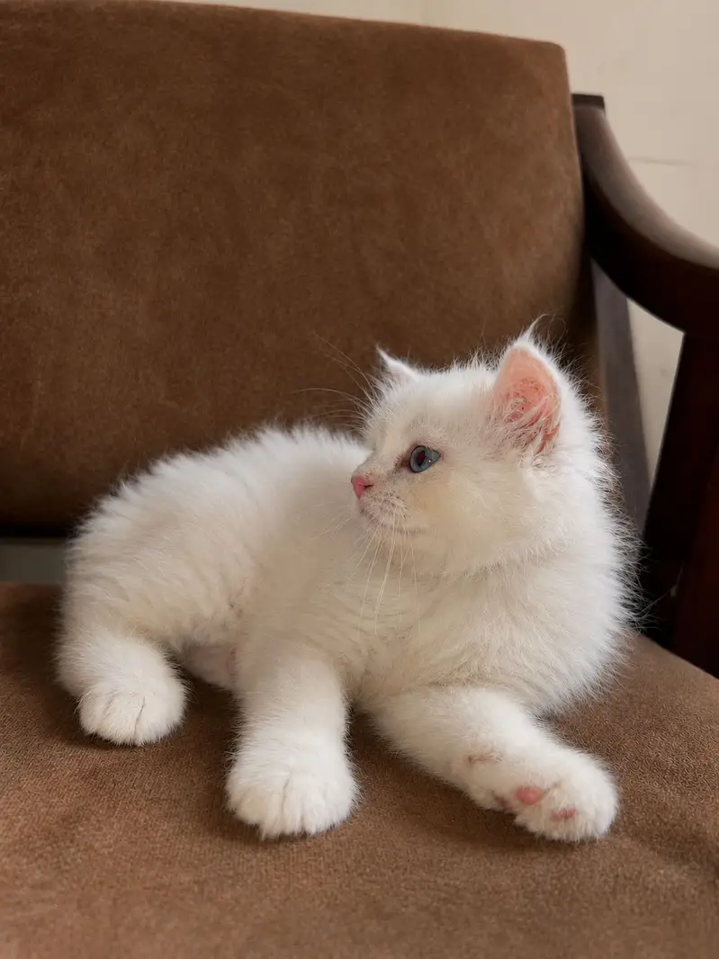 White persian kitten for sale — photo 2