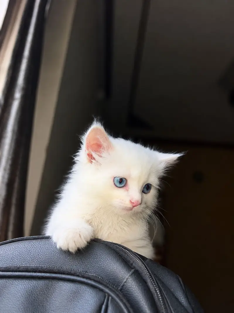 White persian kitten for sale — photo 3
