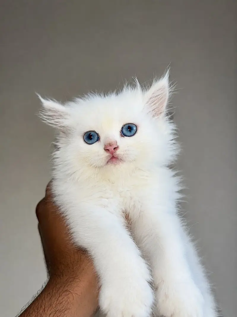 White persian kitten for sale — photo 4