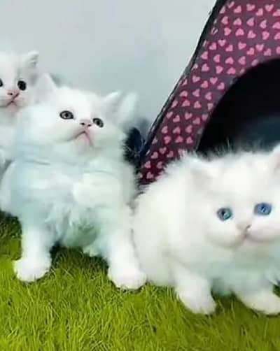 (Persian female kitten) (for sale all) (Pakistan delivery available)