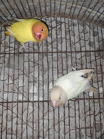 Parrot Pair