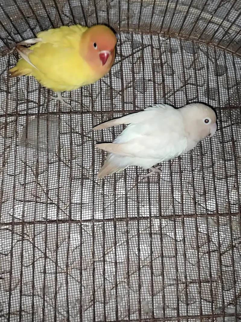Parrot Pair — photo 2