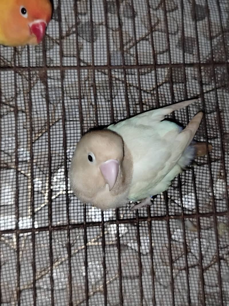 Parrot Pair 2