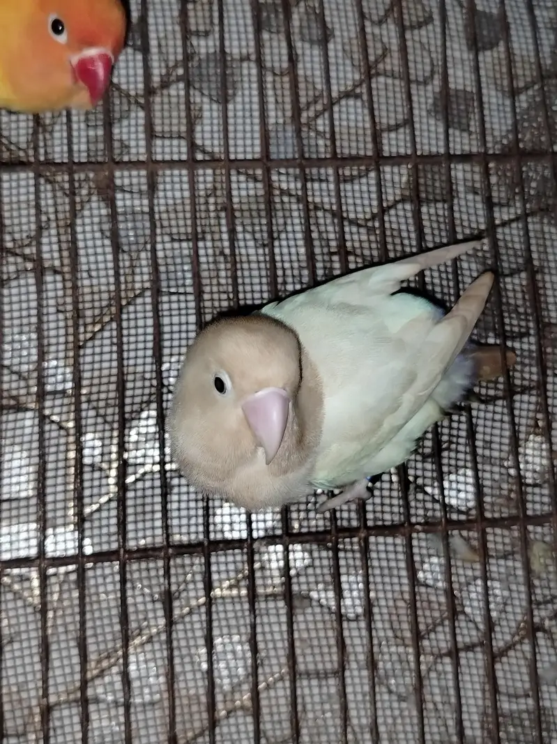 Parrot Pair — photo 3