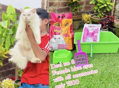 Persian cats per azadi ofer p gifts  03054978053