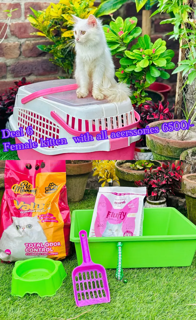 Persian cats per azadi ofer p gifts  03054978053 — photo 5