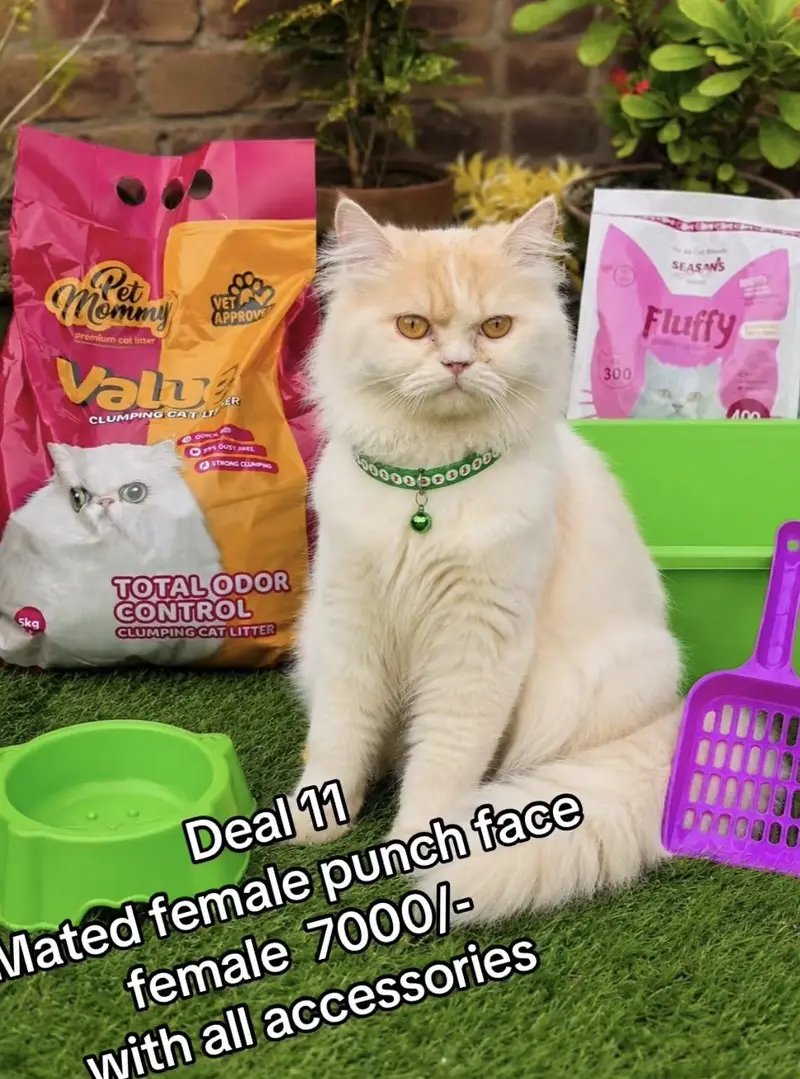 Persian cats per azadi ofer p gifts  03054978053 — photo 8