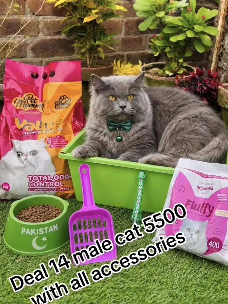 Persian cats per azadi ofer p gifts  03054978053 — photo 9