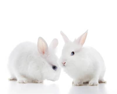 two white rabbit babies for urgent sell