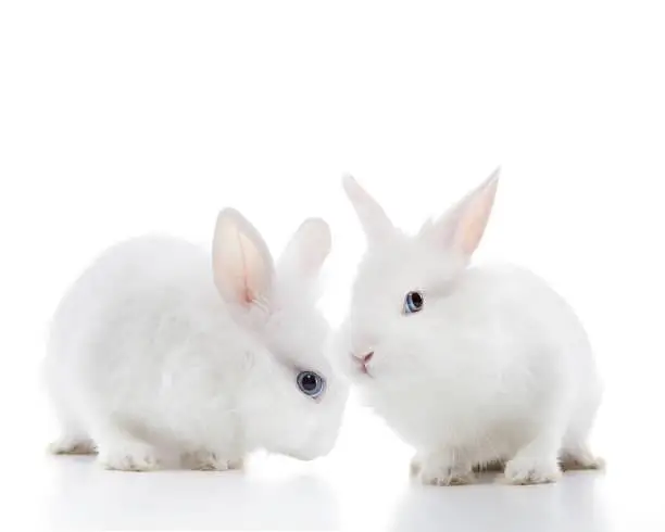 two white rabbit babies for urgent sell
