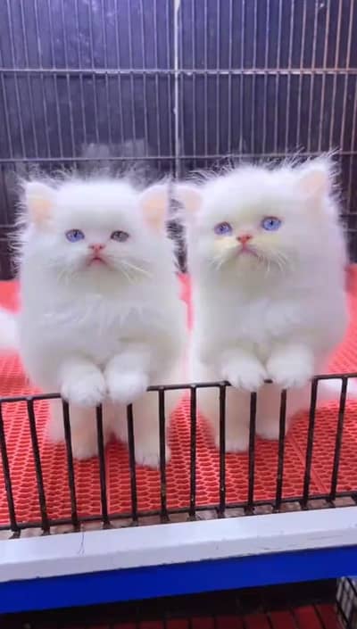 (Persian female kitten) (for sale all) (Pakistan delivery available)