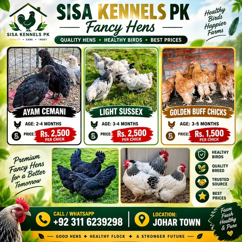 fancy hens / Light Sussex / Golden Buff / Ayam Cemani / fancy chicks
