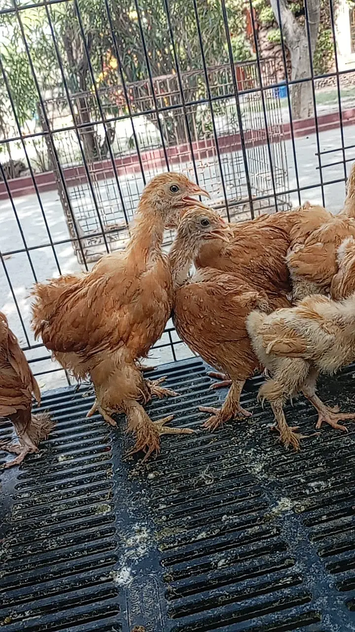 fancy hens / Light Sussex / Golden Buff / Ayam Cemani / fancy chicks — photo 2