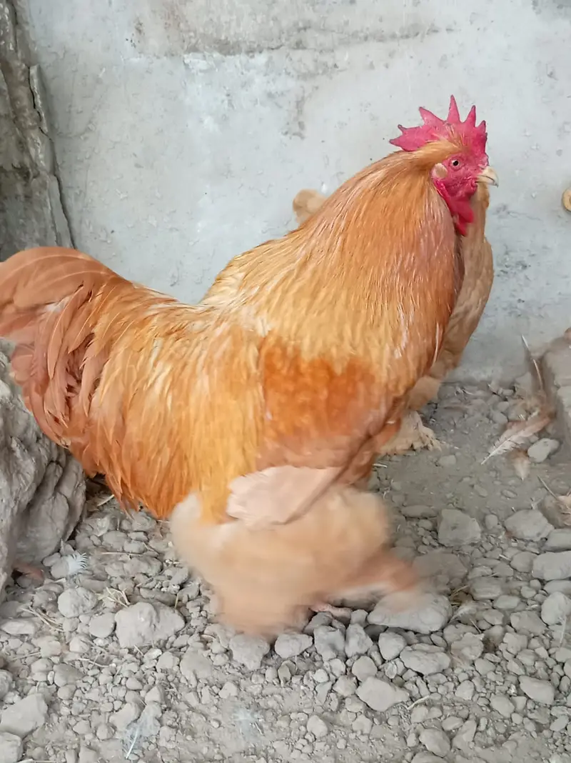 fancy hens / Light Sussex / Golden Buff / Ayam Cemani / fancy chicks — photo 3