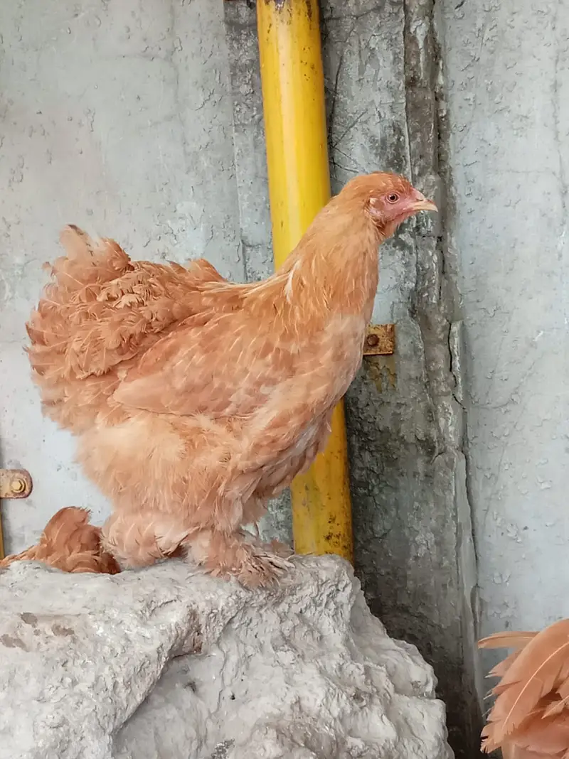 fancy hens / Light Sussex / Golden Buff / Ayam Cemani / fancy chicks — photo 4