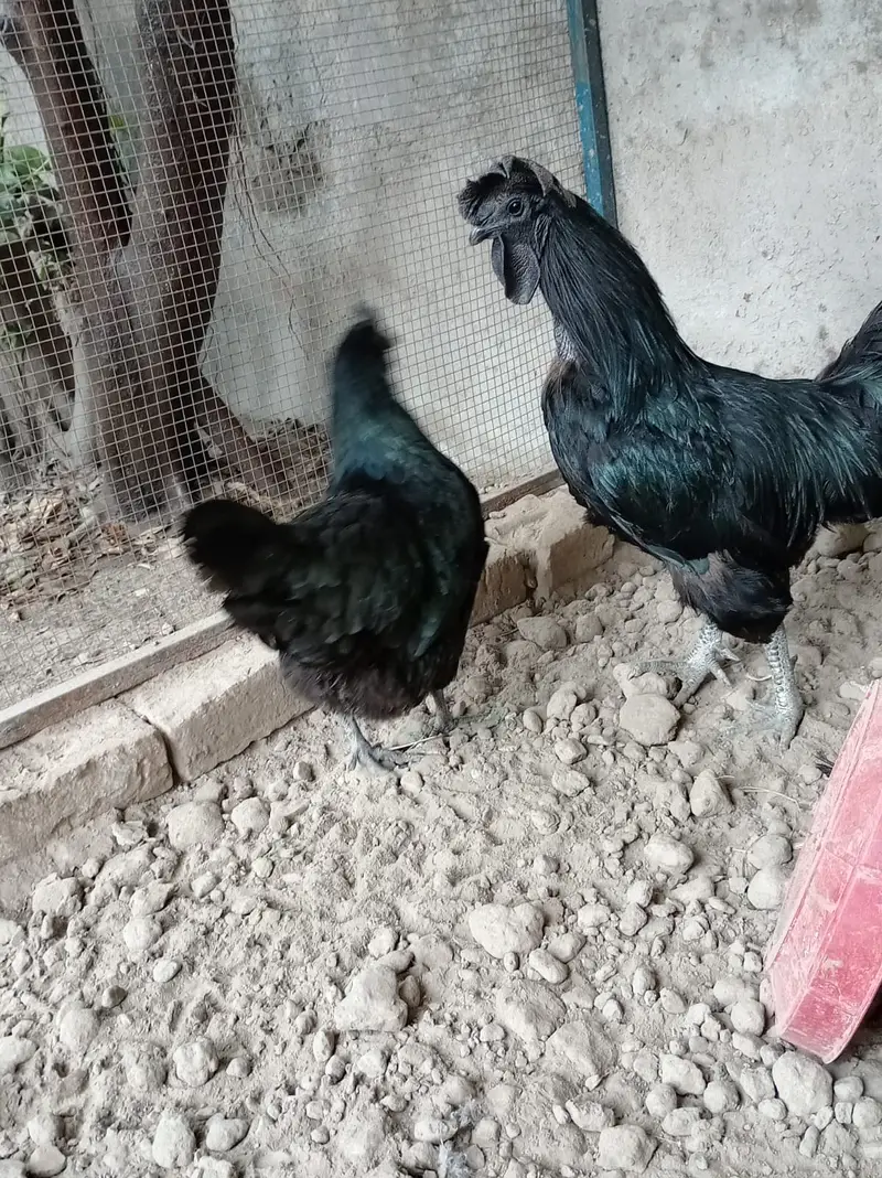 fancy hens / Light Sussex / Golden Buff / Ayam Cemani / fancy chicks — photo 5
