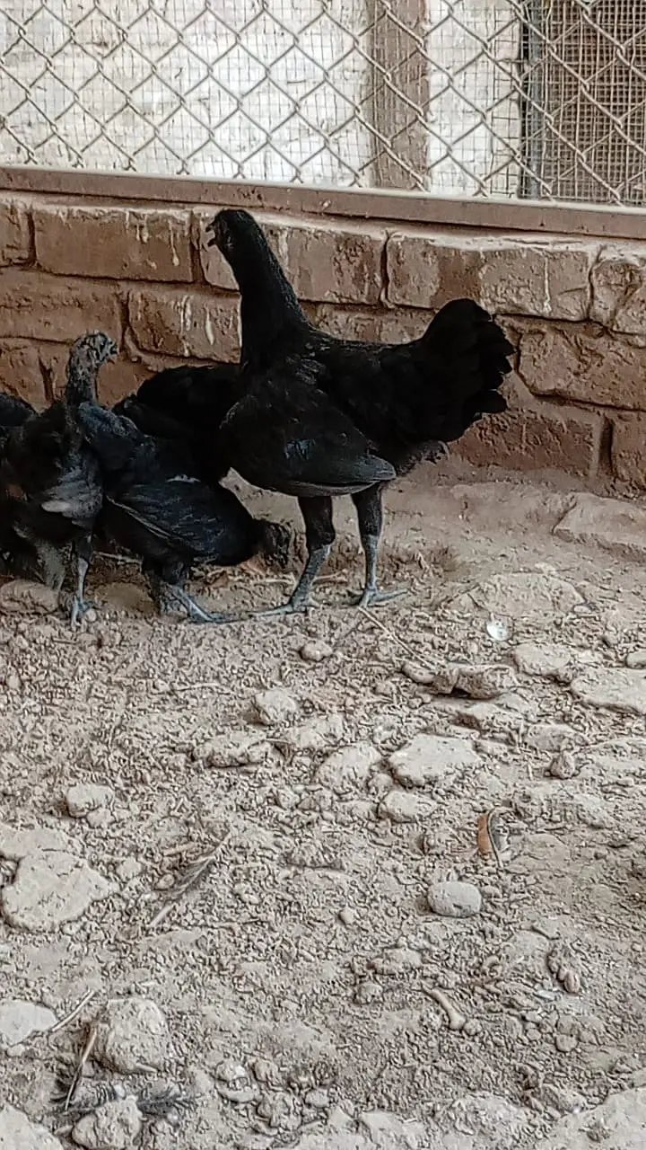fancy hens / Light Sussex / Golden Buff / Ayam Cemani / fancy chicks — photo 6