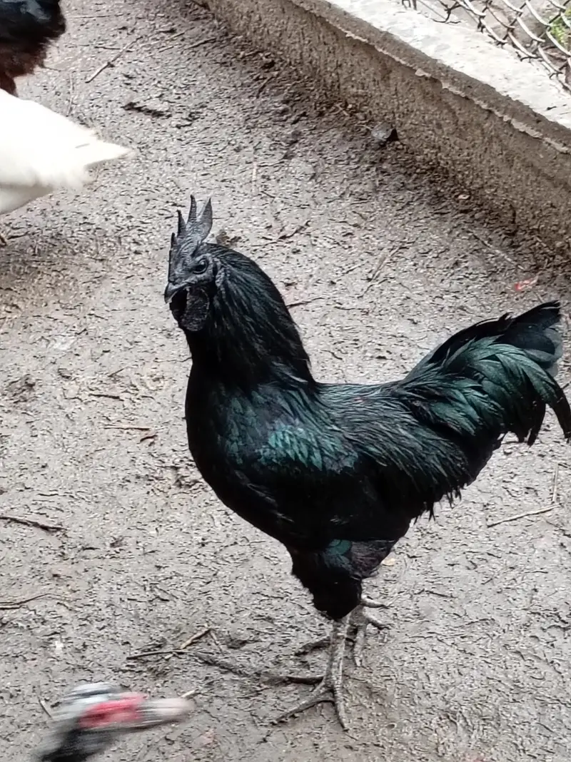 fancy hens / Light Sussex / Golden Buff / Ayam Cemani / fancy chicks — photo 7